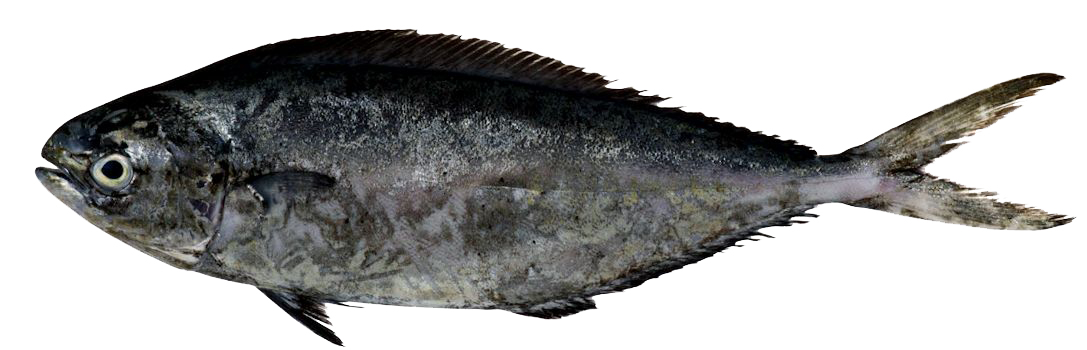 Coryphaena equiselis_06